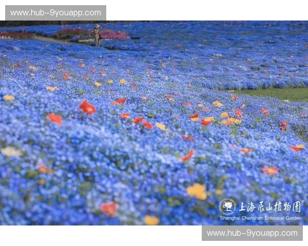 蓝色浪潮与樱花绽放：一场关乎荣耀与梦想的足坛盛宴